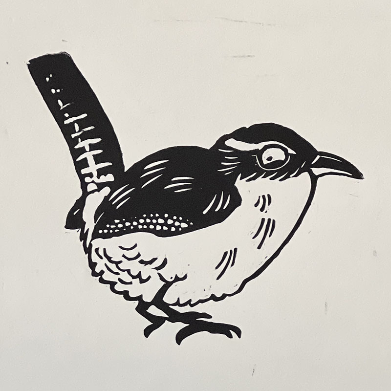 Carolina Wren