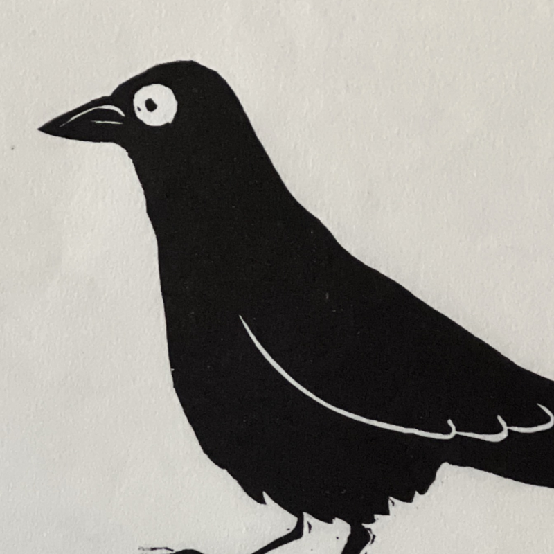 American Crow