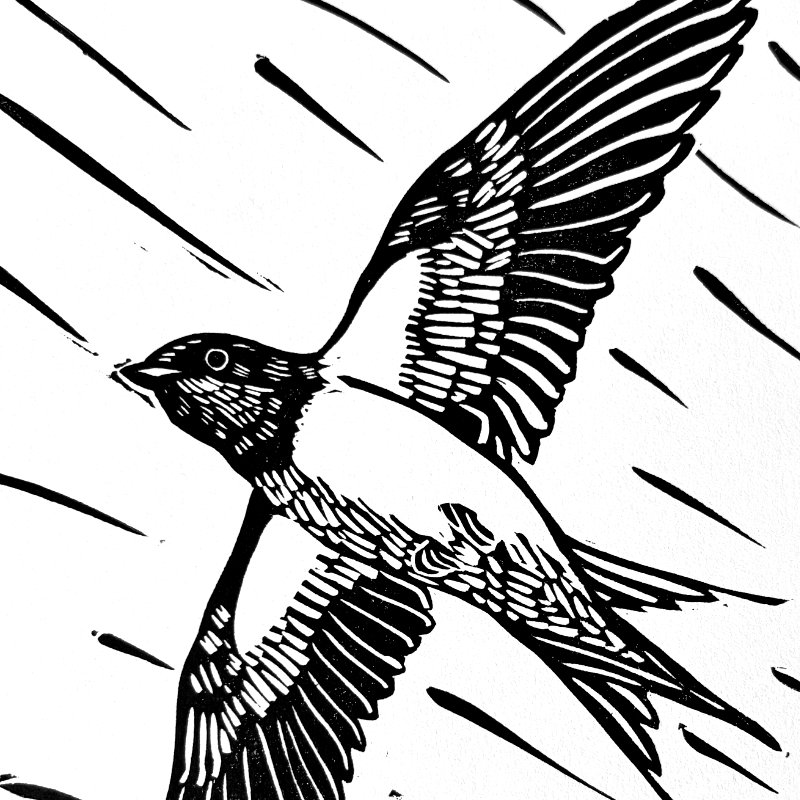 Barn Swallow