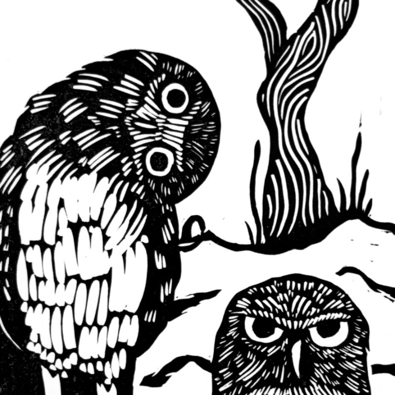 Burrowing Owl