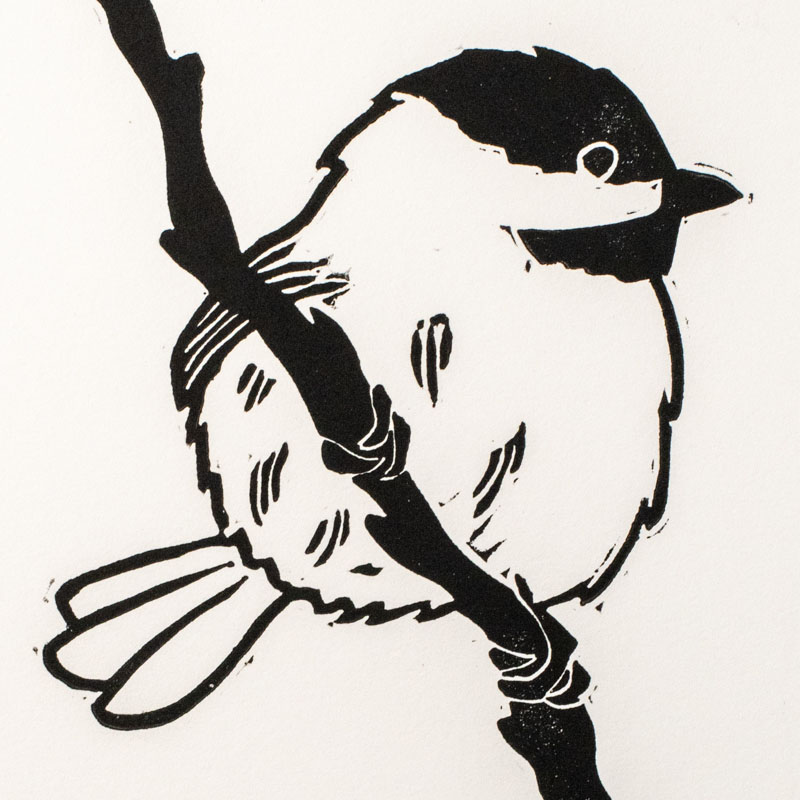 Carolina Chickadee