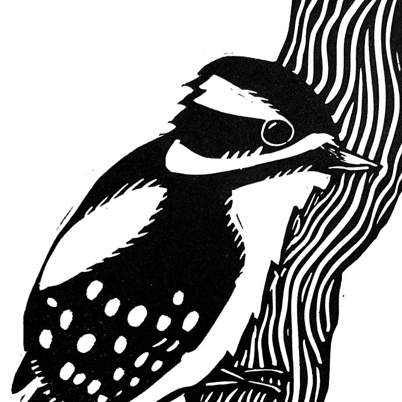 Downy Woodpecker
