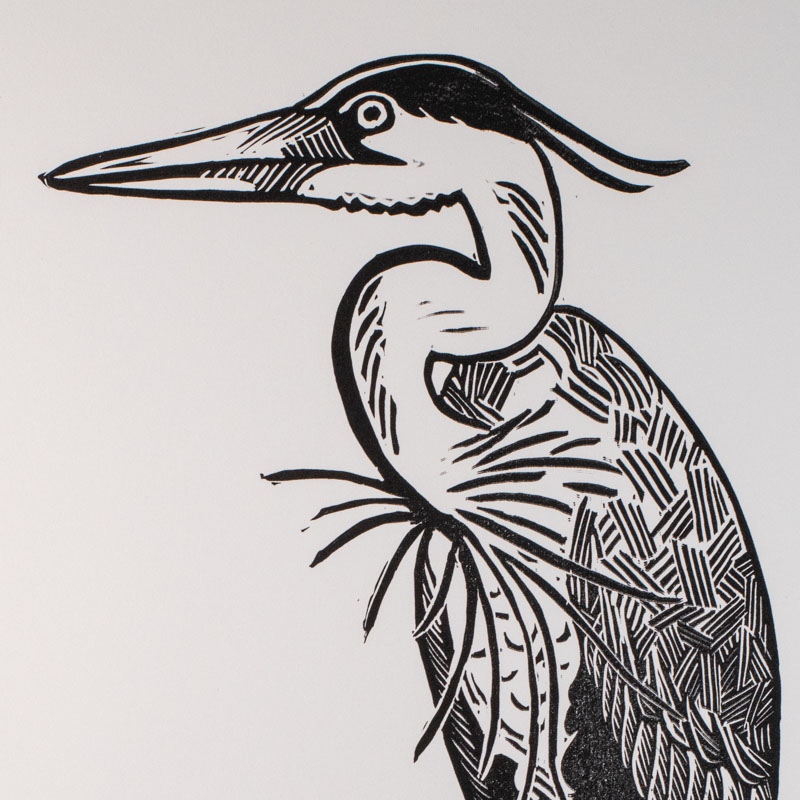 Great Blue Heron
