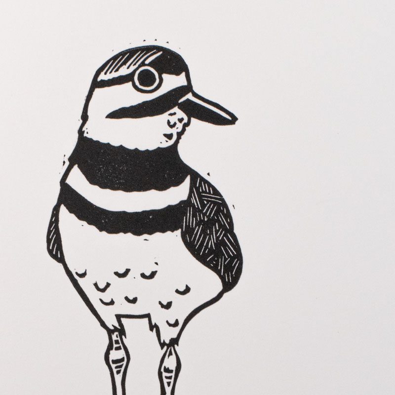 Killdeer