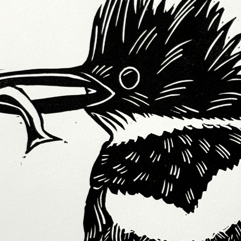 Belted Kingfisher