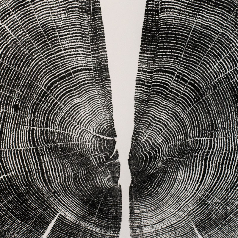 Oak Butterfly