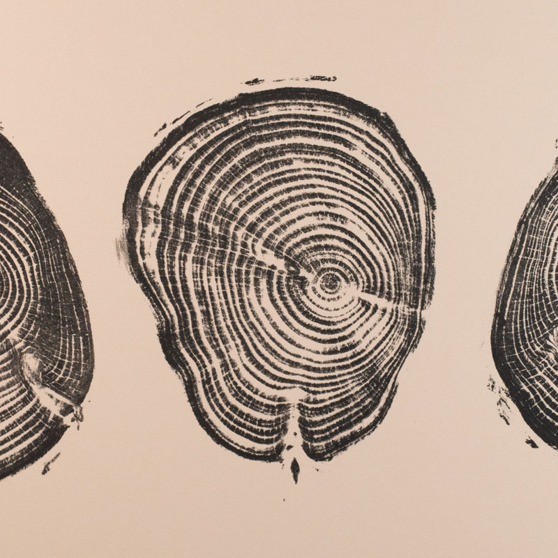 Three Cedars